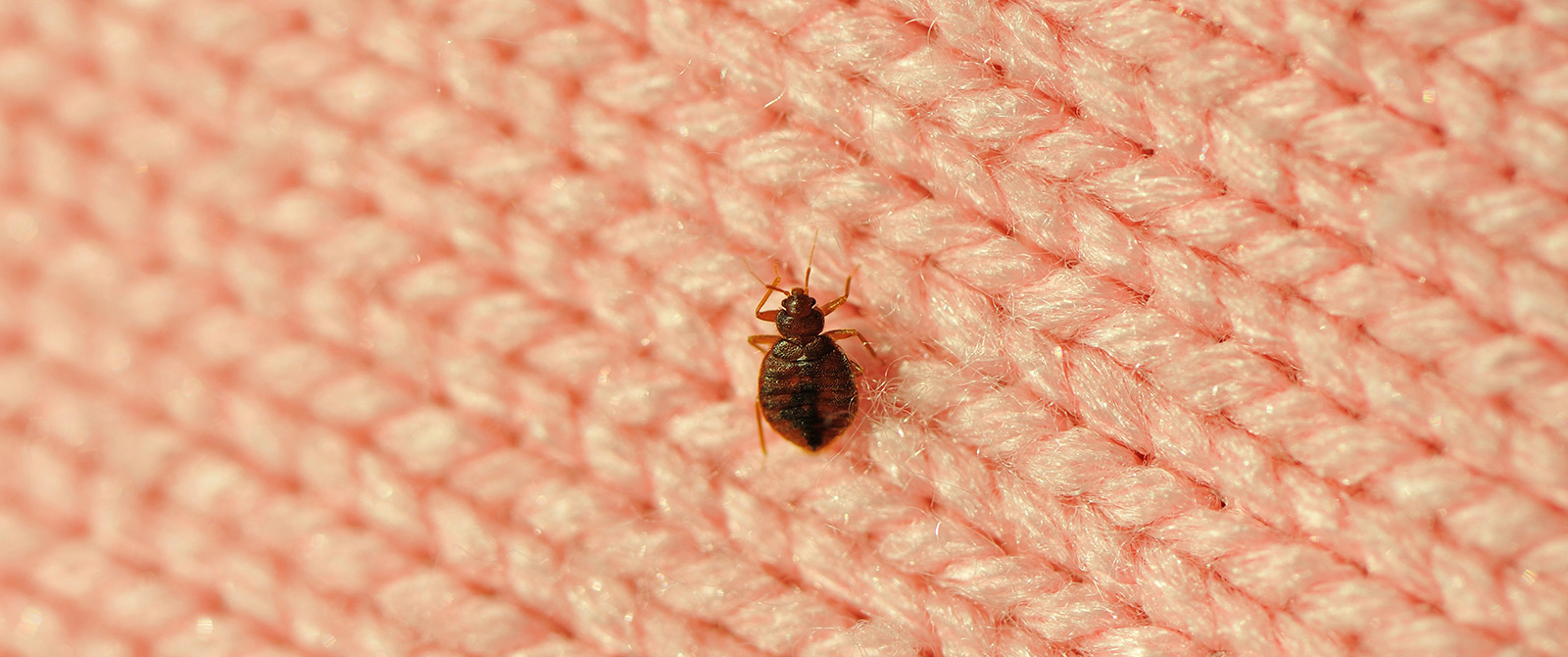 Bed Bugs Control Services in Karachi