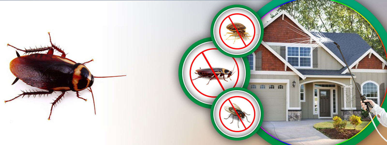 Cockroaches Control Services in Karachi
